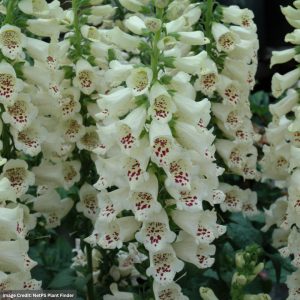 Foxglove (Digitalis) - Camelot Cream - #1 Container