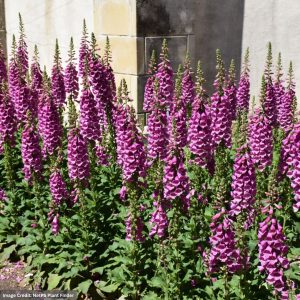 Foxglove (Digitalis) - Camelot Rose - #1 Container