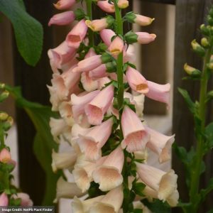Foxglove (Digitalis) - Dalmatian Peach - #1 Container