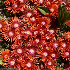 Ice Plant (Delosperma) - Red Mountain® Flame - #1 Container