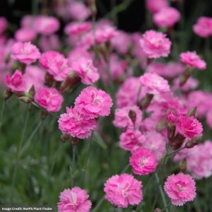 Dwarf Mat Pinks (Dianthus) - Tiny Rubies - 1 Qt Container