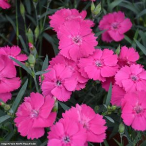 Pinks (Dianthus) - Mad Magenta - #1 Container