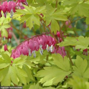 Bleeding Heart (Dicentra) - Gold Leaf - #1 Container