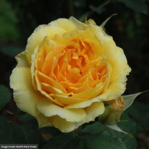 David Austin Rose – Molineux – #3 Container