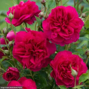 David Austin Rose – Thomas à Becket – #3 Container