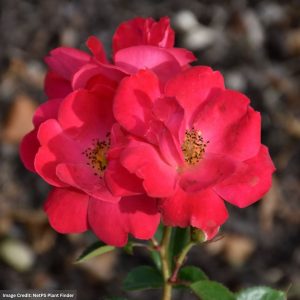 Floribunda Rose – Brick House Pink – #3 Container