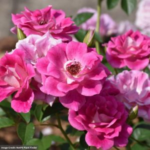 Floribunda Rose – Brilliant Pink Iceberg – #3 Container