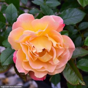 Floribunda Rose – Rosie The Riveter – #3 Container