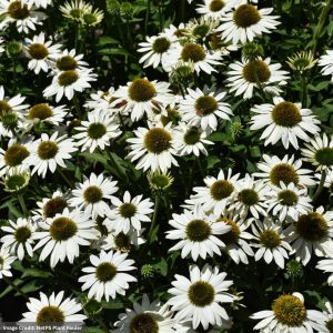 Coneflower (Echinacea) - Kismet® White - #1 Container