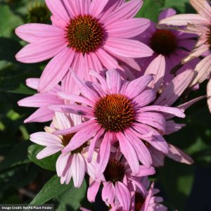 Coneflower (Echinacea) – Prairie Splendor – #1 Container