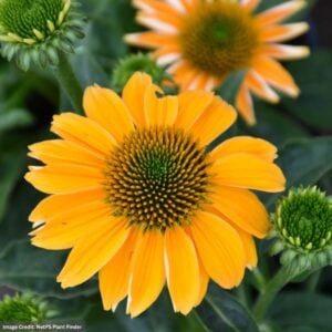 Coneflower (Echinacea) – Sombrero® Grenada Gold – #1 Container