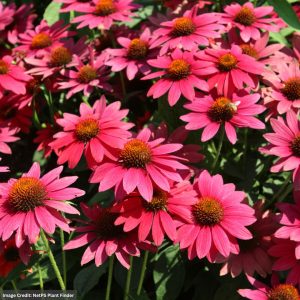 Coneflower (Echinacea) – Sombrero® Tres Amigos – #1 Container