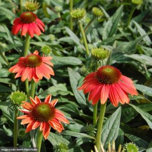 Coneflower (Echinacea) - Sombrero® Hot Coral - #1 Container