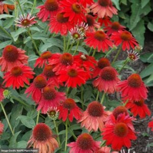 Coneflower (Echinacea) – Sombrero® Salsa Red – #1 Container