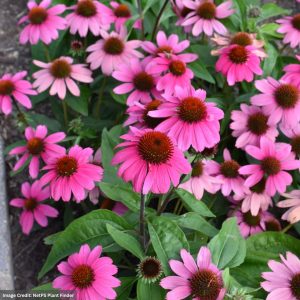 Coneflower (Echinacea) - Sombrero® Rosada - #1 Container