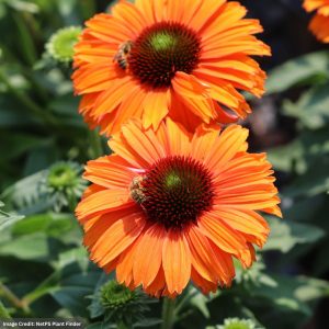 Coneflower (Echinacea) - SunSeekers® Mineola - #1 Container