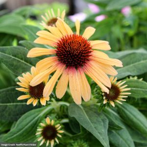 Coneflower (Echinacea) - SunSeekers® Tequila Sunrise - #1 Container