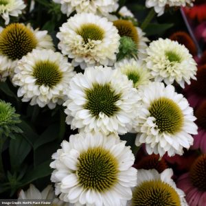Coneflower (Echinacea) - SunSeekers® White Perfection - #1 Container