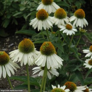 Coneflower (Echinacea) - Sombrero® Blanco - #1 Container