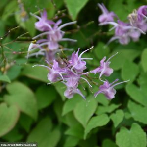 Bishop’s Hat (Epimedium grandiflorum) – Lilafee – #1 Container