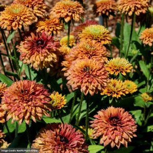 Echibeckia™ - Summerina Glow™ Sugar Shake - #2 Container