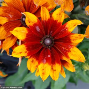 Echibeckia™ - Summerina® Sunreef™ - #2 Container