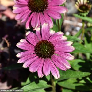Coneflower (Echinacea) - Kismet® Pink Lemonade - #1 Container