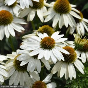 Coneflower (Echinacea) - Sombrero® Poco™ White - #1 Container