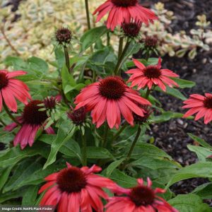 Coneflower (Echinacea) - Sombrero® Poco Red - #1 Container