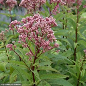 Joe Pye Weed (Eupatorium) – Baby Joe – #1 Container