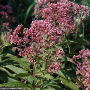 Joe Pye Weed (Eupatorium) – Gateway – #1 Container