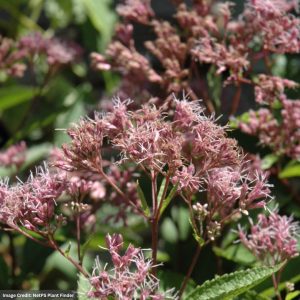 Joe Pye Weed (Eupatorium) – Phantom – #1 Container