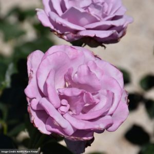 Hybrid Tea Rose – Blue Girl – #3 Container