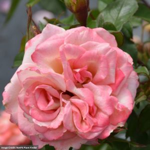 Hybrid Tea Rose – Pinkerbelle – #3 Container
