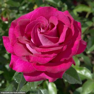 Hybrid Tea Rose – Stiletto – #3 Container