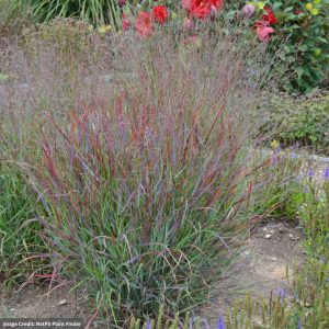 Switch Grass (Panicum Virgatum) - Cheyenne Sky - #3 Container