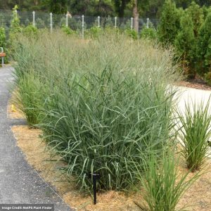 Blue Switch Grass (Panicum Virgatum) - Heavy Metal - #1 Container