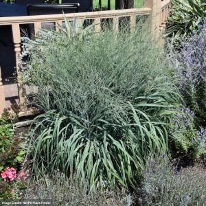 Switch Grass (Panicum Virgatum) - Niagara Falls - #1 Container