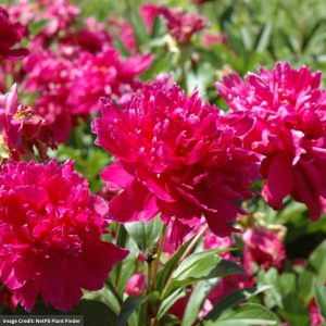 Peony (Paeonia) - Inspecteur Lavergne - #2 Container