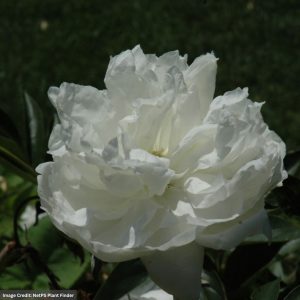 Peony (Paeonia) - Mothers Choice - #2 Container