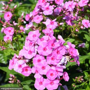 Tall Garden Phlox - Luminary® Prismatic Pink - #1 Container