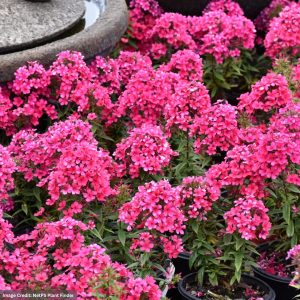 Garden Phlox - Early® Red - #1 Container