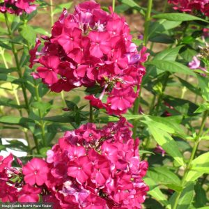 Garden Phlox - Nicky - #1 Container