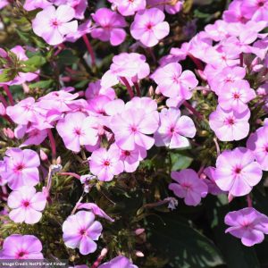 Tall Garden Phlox - Uptown Girl - #1 Container