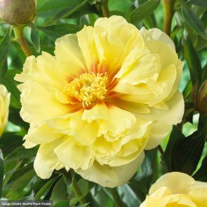 Itoh Peony (Paeonia) - Bartzella - #5 Container