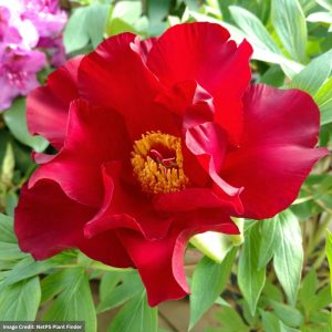 Itoh Peony (Paeonia) - Scarlet Heaven - #5 Container