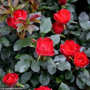 Knock Out® Rose – Petite (Tree) – #5 Container