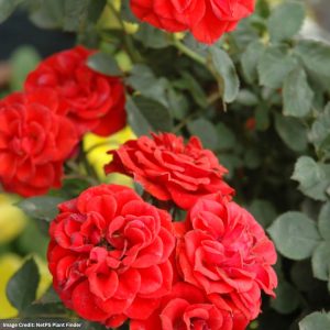 Miniature Rose – Sunblaze® Autumn – #2 Container