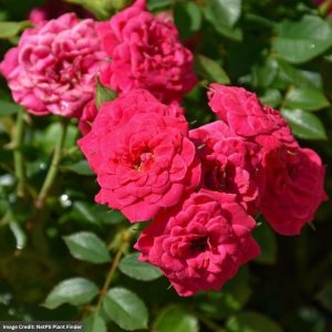 Miniature Rose – Sunblaze® Dragon Fruit – #2 Container