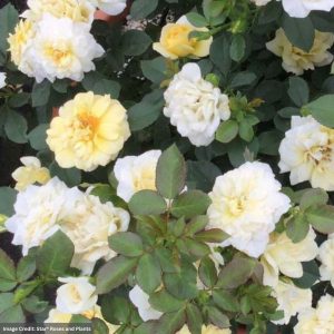 Miniature Rose – Sunblaze® Lemon – #2 Container
